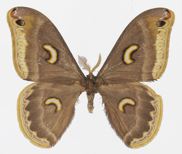 /filer/webapps/moths/media/images/M/marginimacula_Epiphora_AM_Basquina.jpg