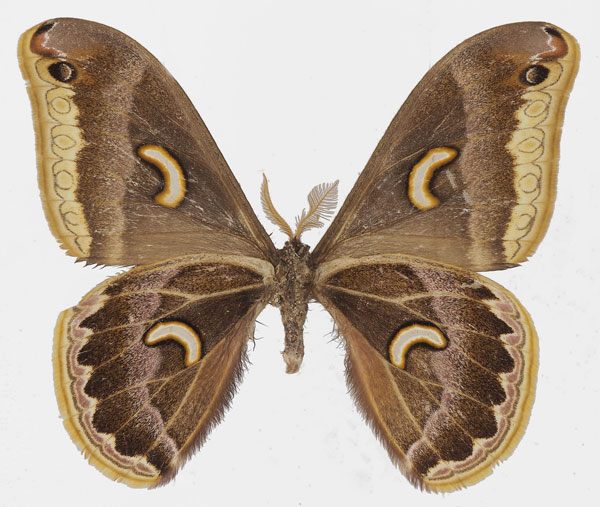 /filer/webapps/moths/media/images/M/marginimacula_Epiphora_AM_Basquinb.jpg