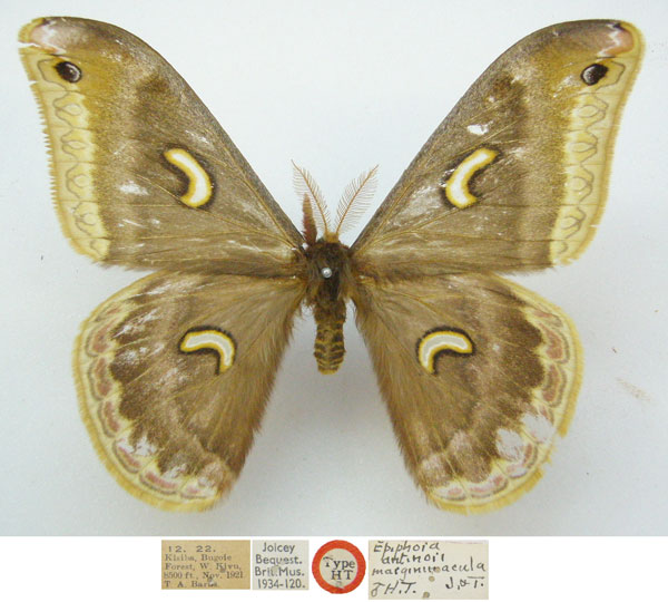 /filer/webapps/moths/media/images/M/marginimacula_Epiphora_HT_NHMUKa.jpg