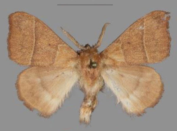 /filer/webapps/moths/media/images/M/margit_Hapsimachogonia_HT_Mueller.jpg