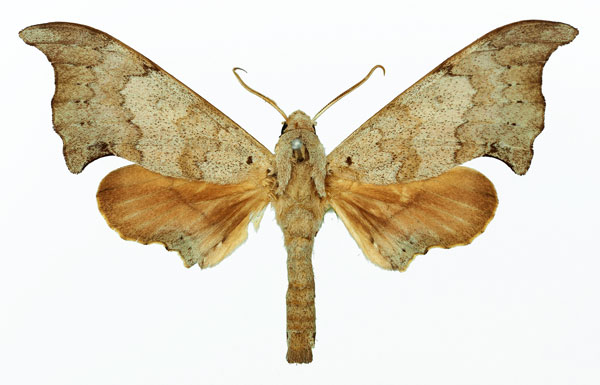 /filer/webapps/moths/media/images/M/margo_Polyptychus_AM_Basquin_01.jpg