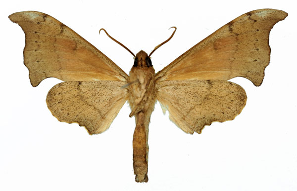 /filer/webapps/moths/media/images/M/margo_Polyptychus_AM_Basquin_02.jpg
