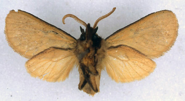 /filer/webapps/moths/media/images/M/maria_Metarctia_HT_BMNH_02.jpg