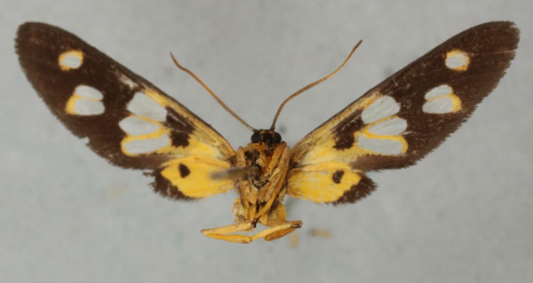 /filer/webapps/moths/media/images/M/maria_Naclia_HT_NHMUKb.jpg