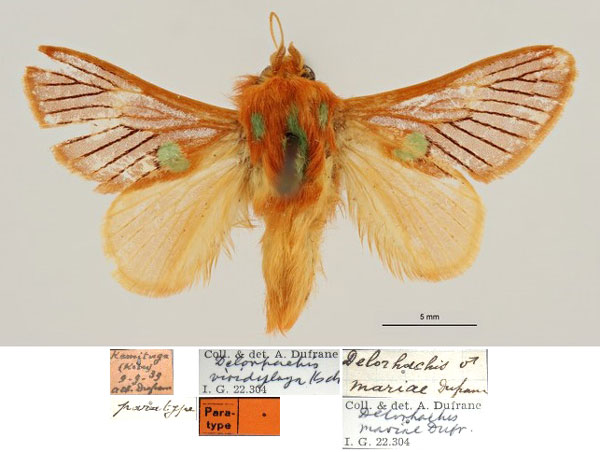 /filer/webapps/moths/media/images/M/mariae_Delorhachis_PTM_RBINS.jpg