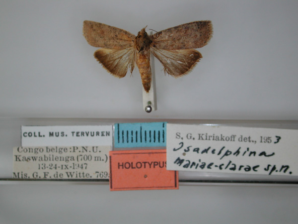 /filer/webapps/moths/media/images/M/mariaeclarae_Isadelphina_HT_RMCA_01.jpg