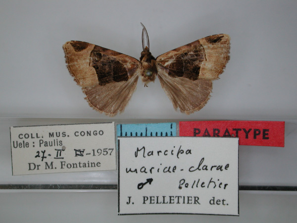 /filer/webapps/moths/media/images/M/mariaeclarae_Marcipa_PT_RMCA_01.jpg