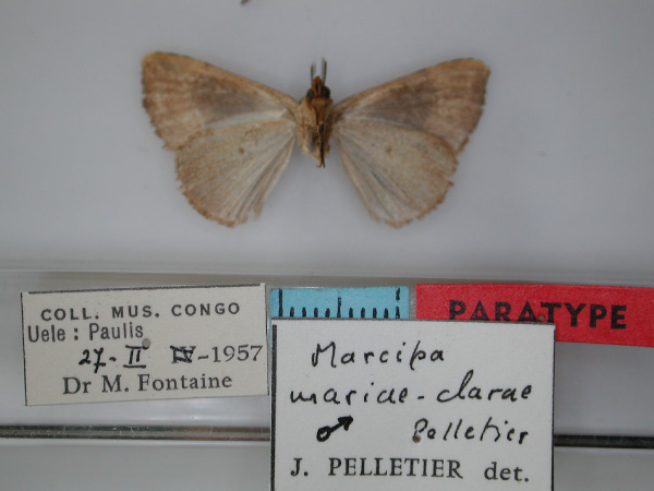 /filer/webapps/moths/media/images/M/mariaeclarae_Marcipa_PT_RMCA_02.jpg