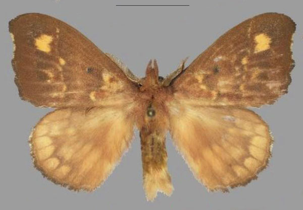 /filer/webapps/moths/media/images/M/marialara_Hapsimachogonia_HT_Mueller.jpg