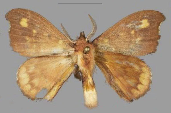 /filer/webapps/moths/media/images/M/marialara_Hapsimachogonia_PTM_Mueller_01.jpg