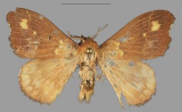 /filer/webapps/moths/media/images/M/marialara_Hapsimachogonia_PTM_Mueller_03.jpg