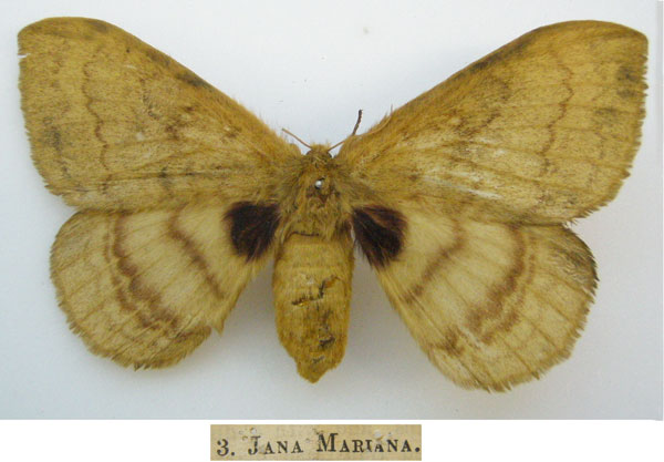 /filer/webapps/moths/media/images/M/mariana_Bombyx_HT_NHMUKa.jpg