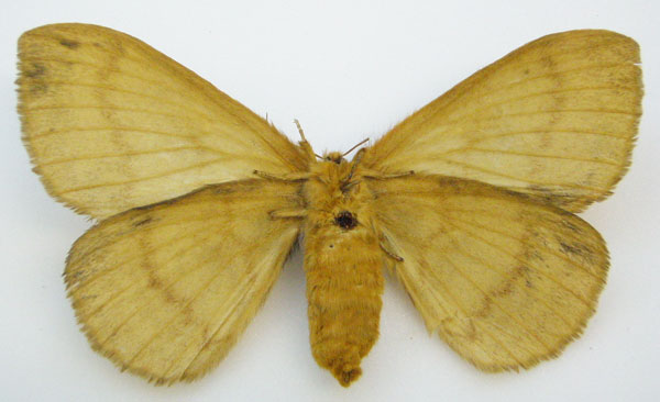 /filer/webapps/moths/media/images/M/mariana_Bombyx_HT_NHMUKb.jpg