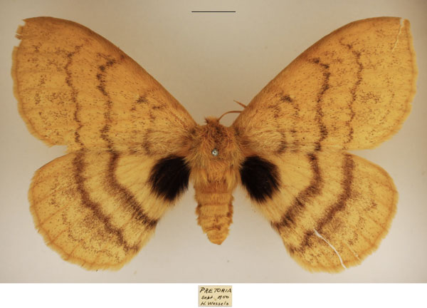 /filer/webapps/moths/media/images/M/mariana_Janomima_AF_TMSA_02.jpg