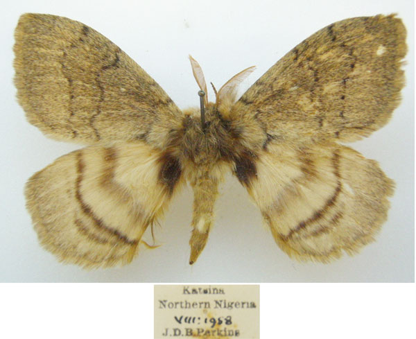 /filer/webapps/moths/media/images/M/mariana_Janomima_AM_NHMUKa.jpg