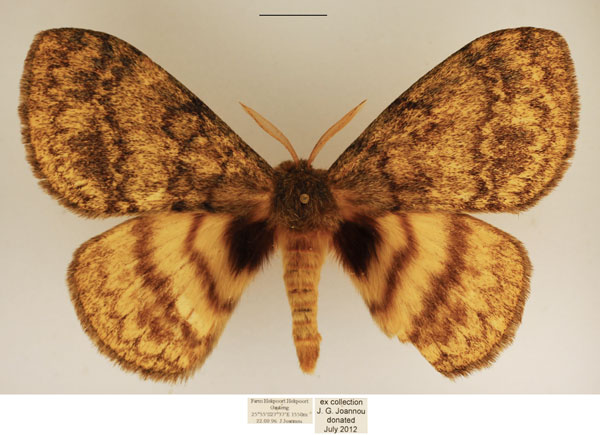 /filer/webapps/moths/media/images/M/mariana_Janomima_AM_TMSA_01.jpg