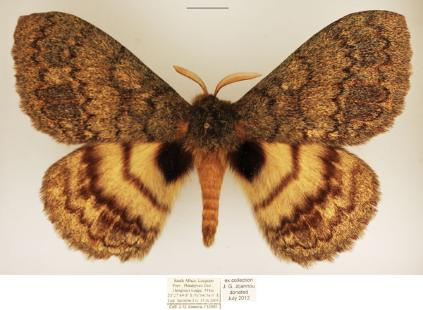 /filer/webapps/moths/media/images/M/mariana_Janomima_AM_TMSA_02.jpg