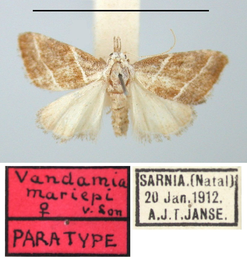 /filer/webapps/moths/media/images/M/mariepi_Vandamia_PTF_TMSA.jpg