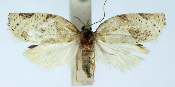 /filer/webapps/moths/media/images/M/mariepskopa_Procrica_PT_ISEA_02.jpg