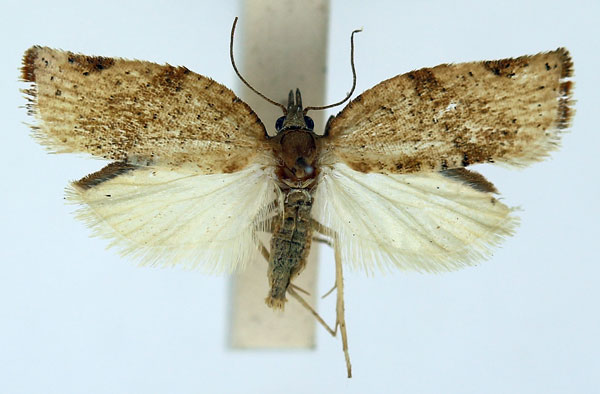 /filer/webapps/moths/media/images/M/mariepskopa_Procrica_PT_ISEA_03.jpg