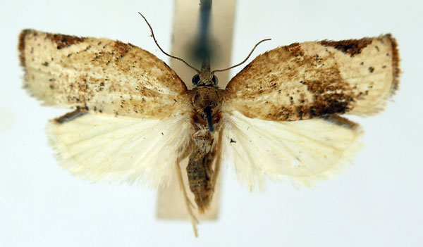 /filer/webapps/moths/media/images/M/mariepskopa_Procrica_PT_ISEA_04.jpg