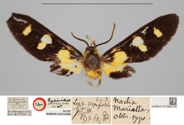 /filer/webapps/moths/media/images/M/marietta_Naclia_HT_NHMUKa.jpg