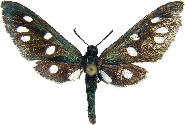 /filer/webapps/moths/media/images/M/marina_Amata_AM_MCJM.jpg