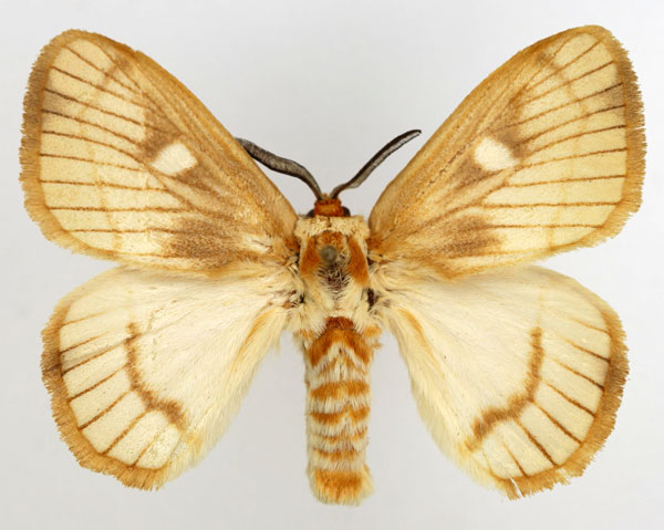 /filer/webapps/moths/media/images/M/marina_Strigivenifera_AM_Basquin_01.jpg