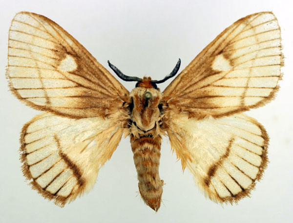/filer/webapps/moths/media/images/M/marina_Strigivenifera_AM_Basquin_02.jpg