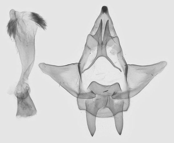 /filer/webapps/moths/media/images/M/marina_Strigivenifera_GM_MHNG.jpg