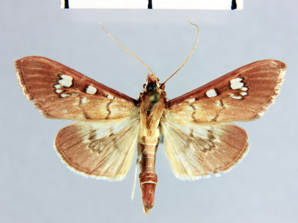 /filer/webapps/moths/media/images/M/marionalis_Coptobasoides_HT_MNHN.jpg