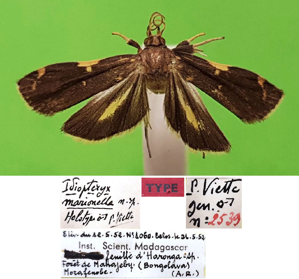 /filer/webapps/moths/media/images/M/marionella_Idiopteryx_HT_MNHN.jpg