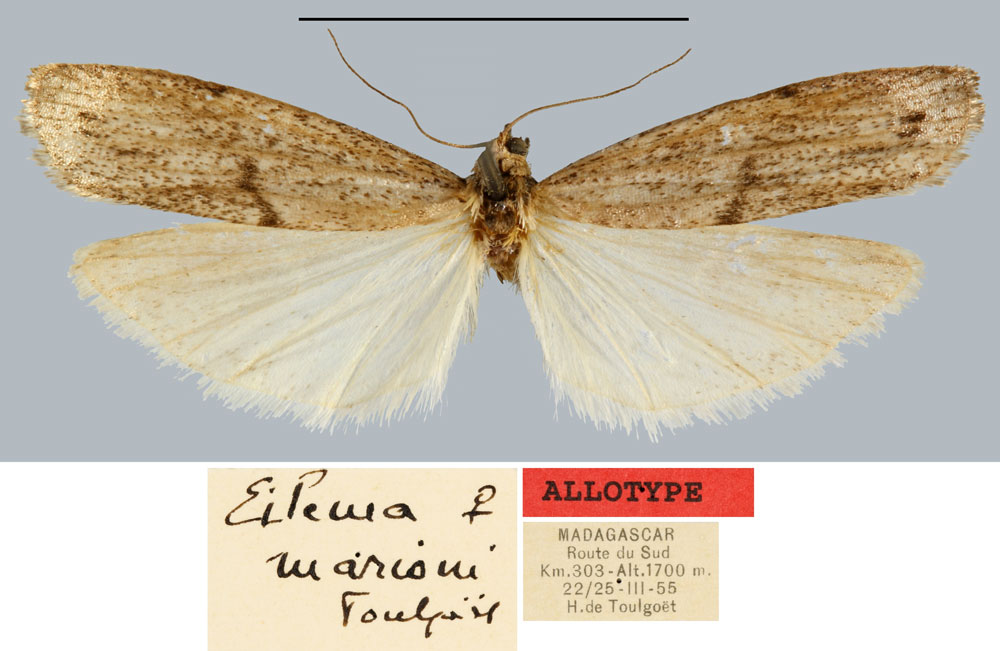 /filer/webapps/moths/media/images/M/marioni_Eilema_AT_MNHN.jpg