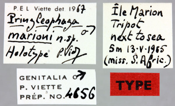 /filer/webapps/moths/media/images/M/marioni_Pringleophaga_HT_MNHNl.jpg