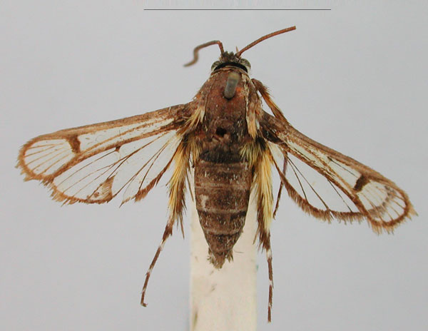/filer/webapps/moths/media/images/M/marisa_Crinipus_HT_BMNH_rWdZbuo.jpg