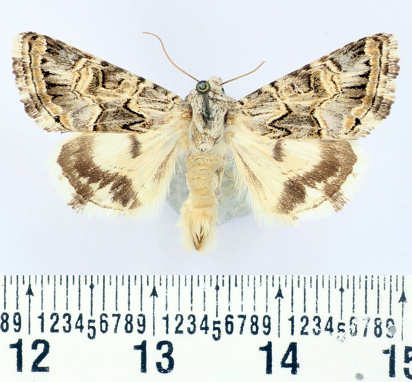 /filer/webapps/moths/media/images/M/maritima_Armada_AM_BMNH.jpg