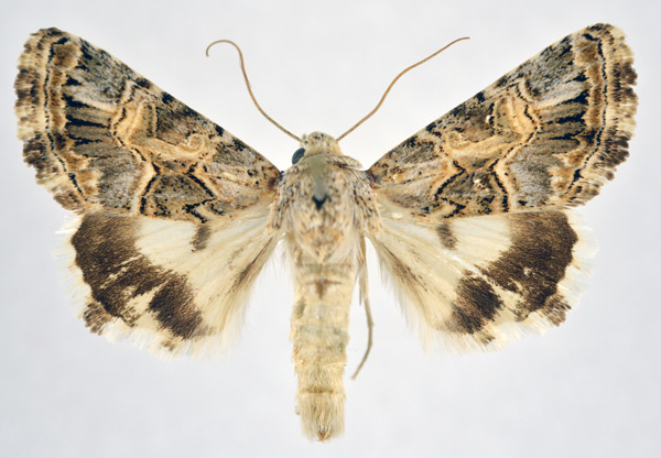 /filer/webapps/moths/media/images/M/maritima_Armada_AM_NHMO.jpg