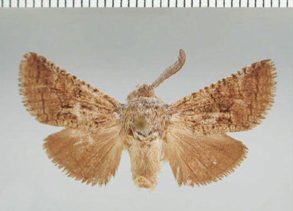 /filer/webapps/moths/media/images/M/maritima_Lichtensteinana_HT_TMSA.jpg