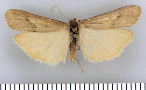 /filer/webapps/moths/media/images/M/maritimum_Entephrilema_HT_TMSA.jpg