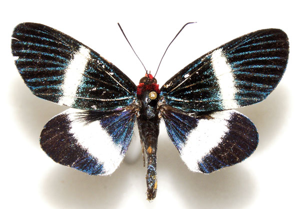 /filer/webapps/moths/media/images/M/maritona_Massaga_AM_RMNH.jpg