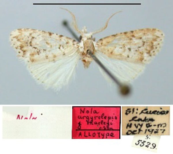 /filer/webapps/moths/media/images/M/marleyi_Nola_AT_TMSA.jpg