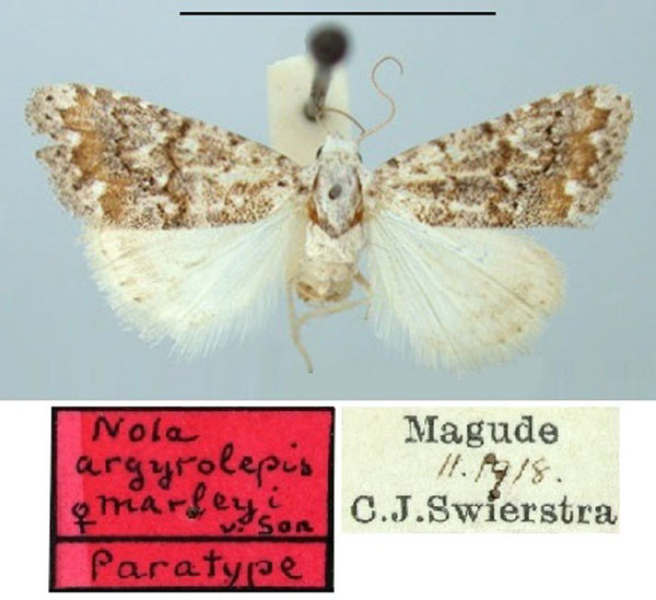 /filer/webapps/moths/media/images/M/marleyi_Nola_PT_TMSA.jpg