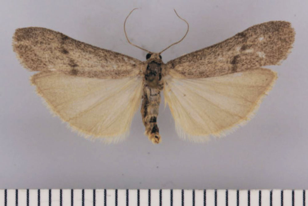 /filer/webapps/moths/media/images/M/marlowense_Entephrilema_HT_TMSA.jpg
