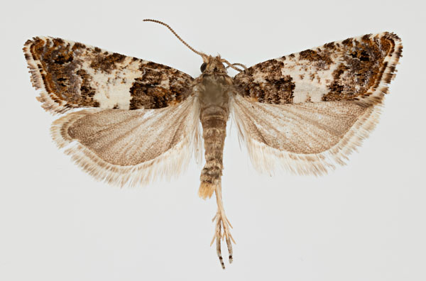 /filer/webapps/moths/media/images/M/marmara_Eucosma_AM_ZMHB.jpg