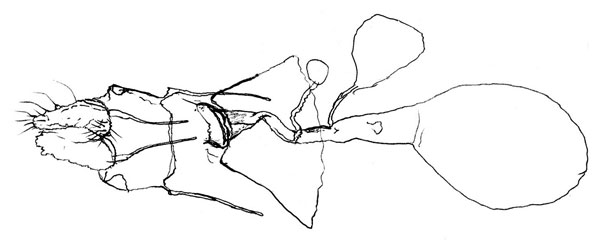 /filer/webapps/moths/media/images/M/marmara_Eucosma_GF_TMSA_23167.jpg