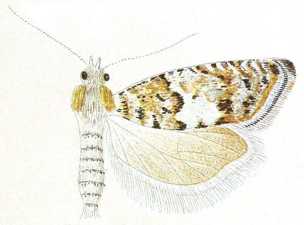 /filer/webapps/moths/media/images/M/marmara_Eucosma_HT_Meyrick_3-6.jpg
