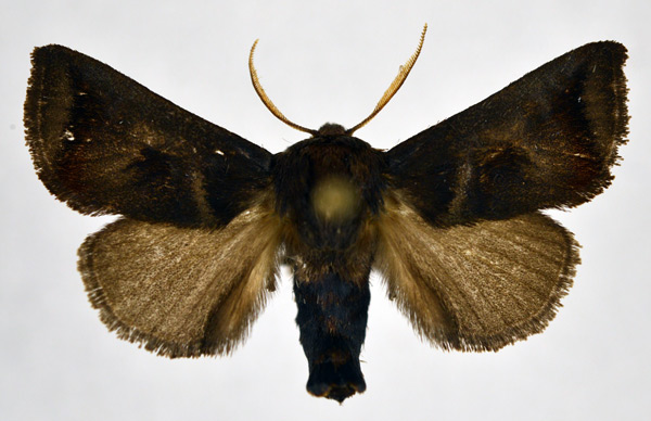 /filer/webapps/moths/media/images/M/marmarobrunnea_Astathophlebia_AM_NHMO.jpg