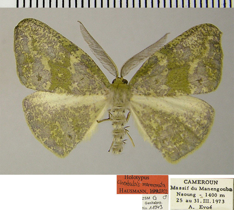 /filer/webapps/moths/media/images/M/marmorata_Cherbulois_HT_ZSM.jpg