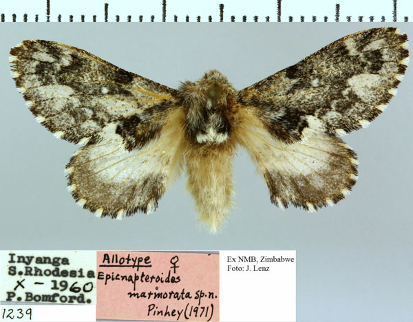/filer/webapps/moths/media/images/M/marmorata_Epicnapteroides_AT_NMB.jpg