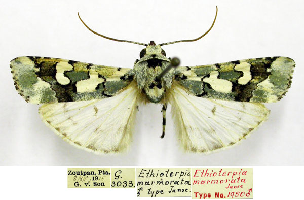 /filer/webapps/moths/media/images/M/marmorata_Ethioterpia_HT_TMSA.jpg
